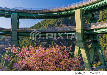 （静岡県）河津桜咲く、河津七滝ループ橋　 75201402