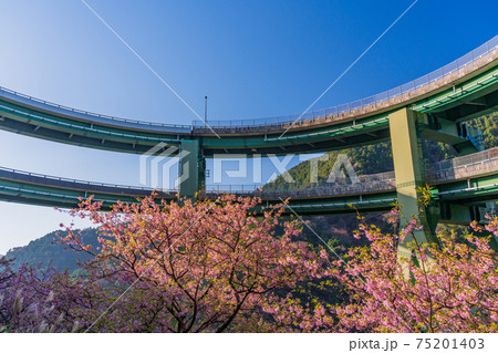 （静岡県）河津桜咲く、河津七滝ループ橋　 75201403