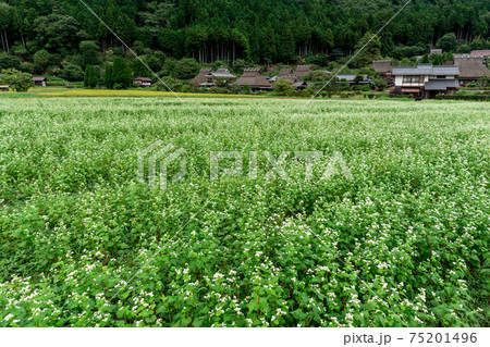 京都府南丹市美山町茅葺きの里で撮影した蕎麦畑 京都府南丹市美山町茅葺きの里で撮影した蕎麦畑 75201496