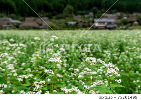 京都府南丹市美山町茅葺きの里で撮影した蕎麦畑 京都府南丹市美山町茅葺きの里で撮影した蕎麦畑 75201499