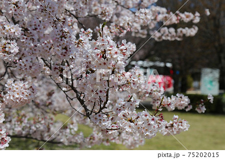 桜 75202015