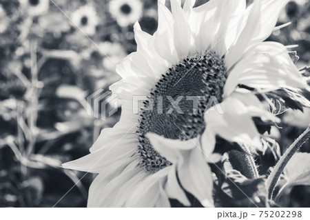 Beautiful sunflower flower in black and white 75202298