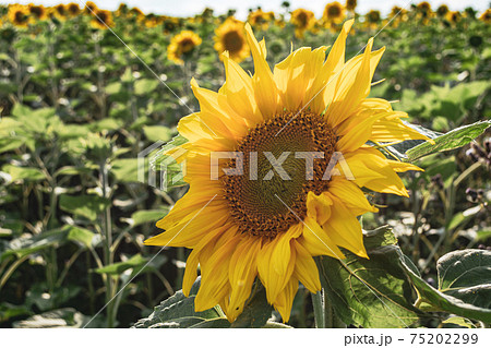 Blooming sunflower close-up on the background of the field 75202299