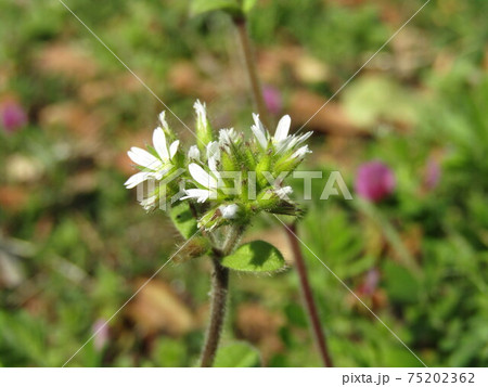 野草の白い可愛いタネツケバナの白い花 野草の白い可愛いタネツケバナの白い花 75202362