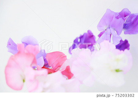 ピンクと紫のスイートピー 75203302