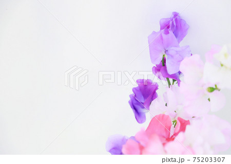 ピンクと紫のスイートピー 75203307