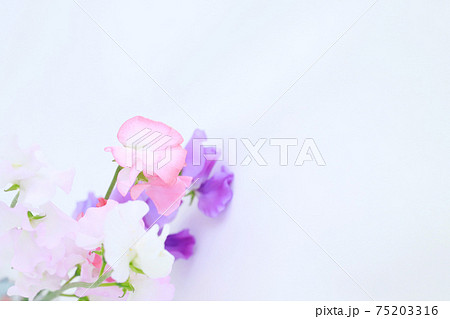 ピンクと紫のスイートピーの写真素材