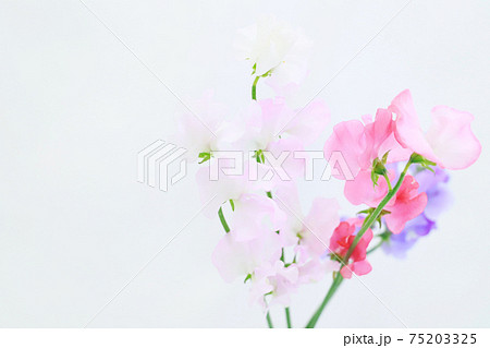 ピンクと紫のスイートピーの写真素材