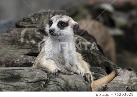 Close up cute relax meerkat (suricatta) that small animal lying or sit on log timber wood over blur nature background. 75203629