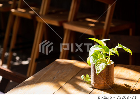 おしゃれなカフェにある観葉植物 の写真素材