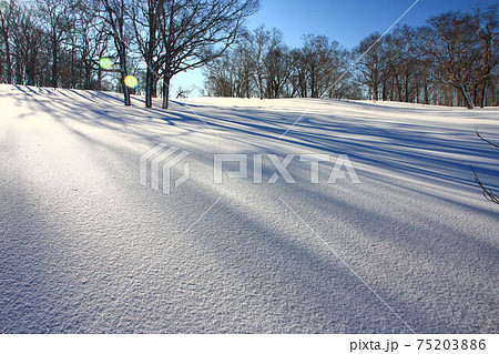 雪原の朝 75203886