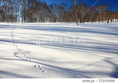 雪原の朝 雪原の朝 75203890
