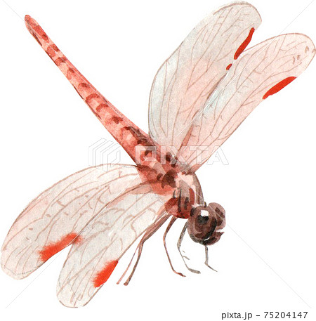 Dragonfly Watecolor Elementのイラスト素材