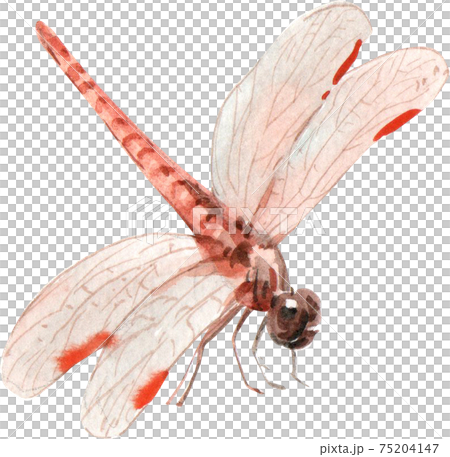 dragonfly watecolor element dragonfly watecolor element 75204147