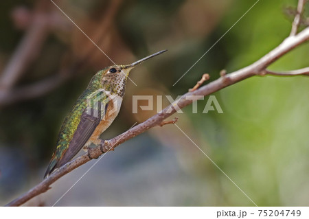 Perched Rufous Hummingbird, Selasphorus rufus Perched Rufous Hummingbird, Selasphorus rufus 75204749