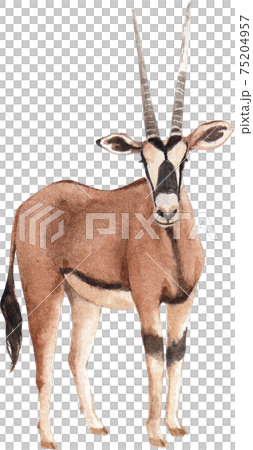 Chamois element watercolor 75204957