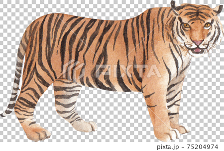 Tiger element watercolor 75204974