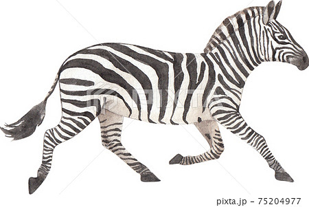 Zebra Element Watercolorのイラスト素材