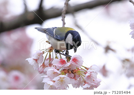 桜の蜜を吸うシジュウカラ 桜の蜜を吸うシジュウカラ 75205494