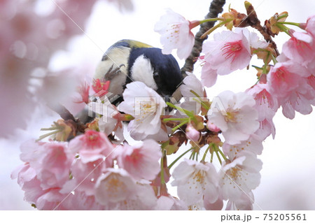 桜の蜜を吸うシジュウカラ  　　　 75205561