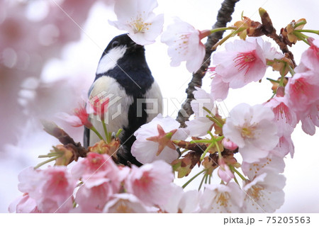 桜の蜜を吸うシジュウカラ  　　　 75205563