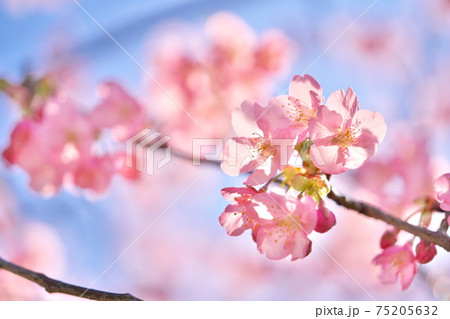綺麗な河津桜と空 75205632