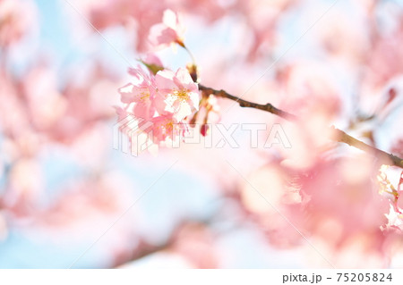 綺麗な河津桜と空 75205824