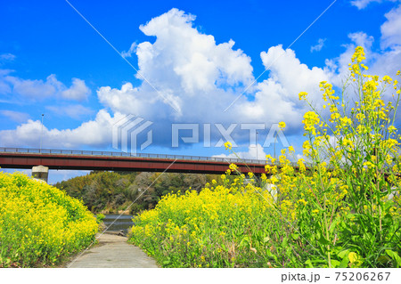 菜の花と青空　川内川に架かる山崎橋の河川敷にて 75206267