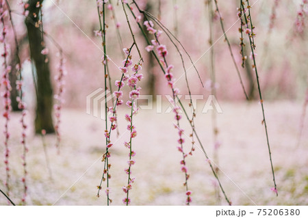 梅林の春景色 75206380