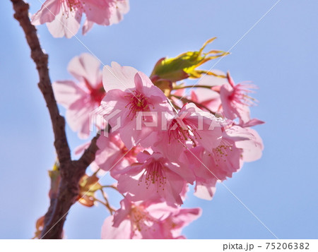 綺麗な河津桜と空 75206382