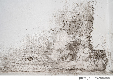 white wall with black mold. dangerous fungus for human health 75206800