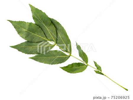 back side of fresh green twig of common ash tree 75206925