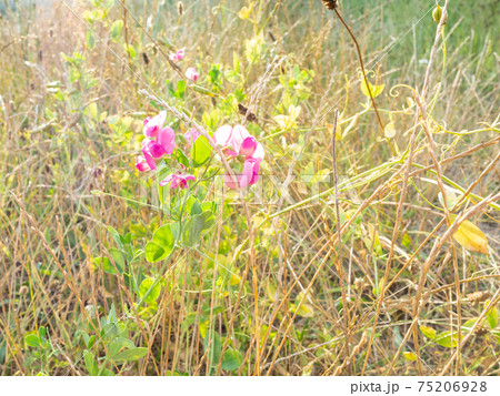 pink flowers illuminated by sun on wild meadow pink flowers illuminated by sun on wild meadow 75206928