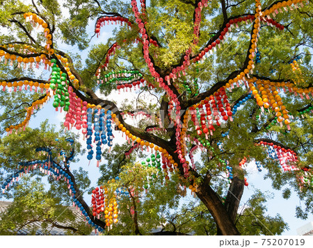 Buddhist decorated tree in Seoul city 75207019