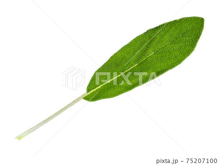 single leaf of sage (salvia) herb cutout single leaf of sage (salvia) herb cutout 75207100