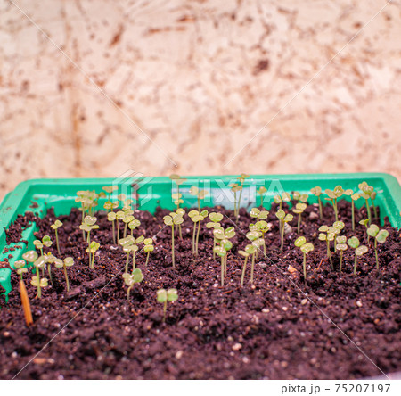 Planting young seedlings in a large pot on the table, at home. 75207197