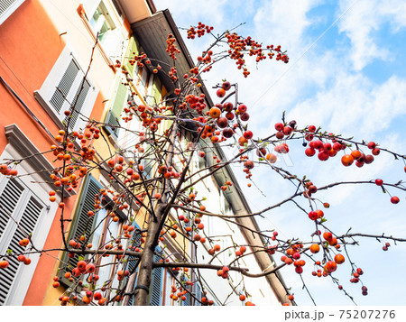 decorative crabapple tree on street in Bergam decorative crabapple tree on street in Bergam 75207276