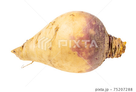 ripe rutabaga vegetable root cutout ripe rutabaga vegetable root cutout 75207288