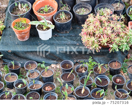 garden seedlings in pots on Lombardy in spring garden seedlings in pots on Lombardy in spring 75207316