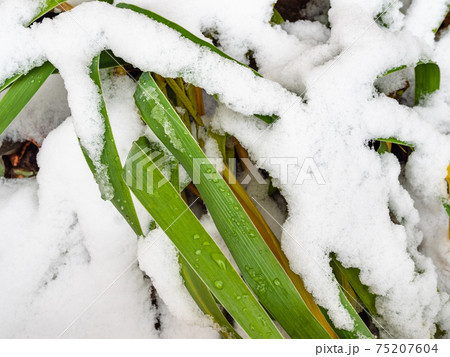 green leaves of garden plant covered by first snow 75207604