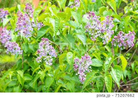 flowering Common Lilac bush near urban house 75207662