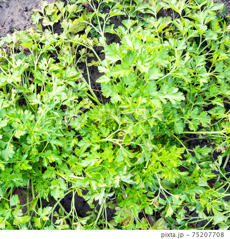 fresh green parsley grass in outdoor garden fresh green parsley grass in outdoor garden 75207708