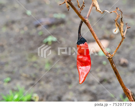 dried red pod of chile pepper on bush close up dried red pod of chile pepper on bush close up 75207710