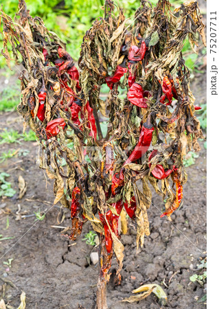 dried bush of red chili pepper in garden 75207711