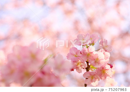 綺麗な河津桜 綺麗な河津桜 75207963