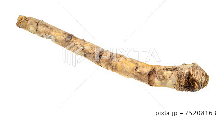 fresh organic root of horseradish cutout on white fresh organic root of horseradish cutout on white 75208163