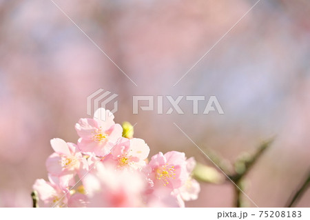 綺麗な河津桜 綺麗な河津桜 75208183