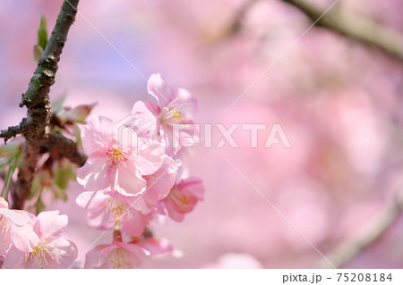 綺麗な河津桜 綺麗な河津桜 75208184
