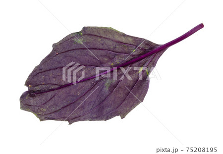 leaf of fresh dark purple basil cutout on white leaf of fresh dark purple basil cutout on white 75208195