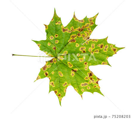 back side of natural diseased leaf of maple tree 75208203